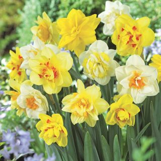 Double Dutch Daffodil Blend Thumbnail